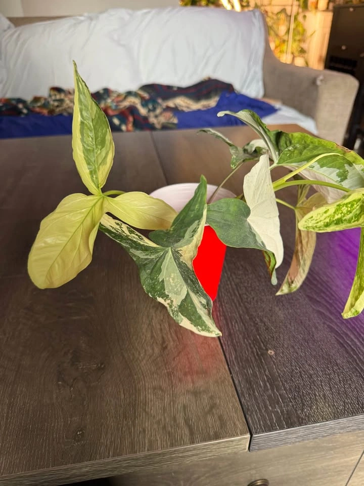 Syngonium albo cuttings - photo 2