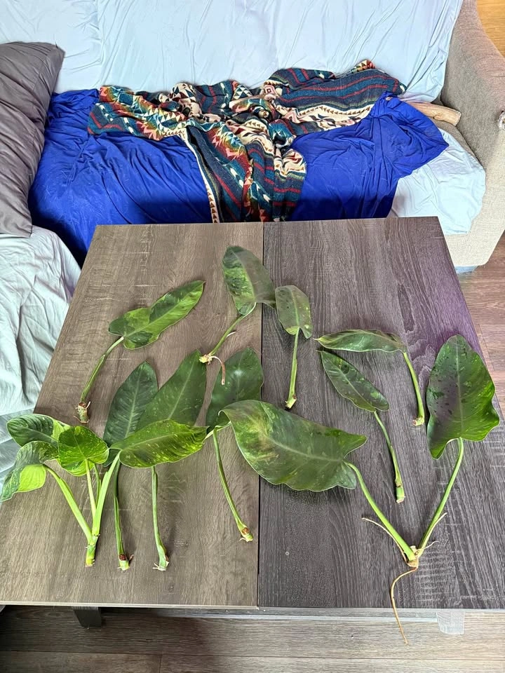 Philodendron Jose Bueno Cuttings