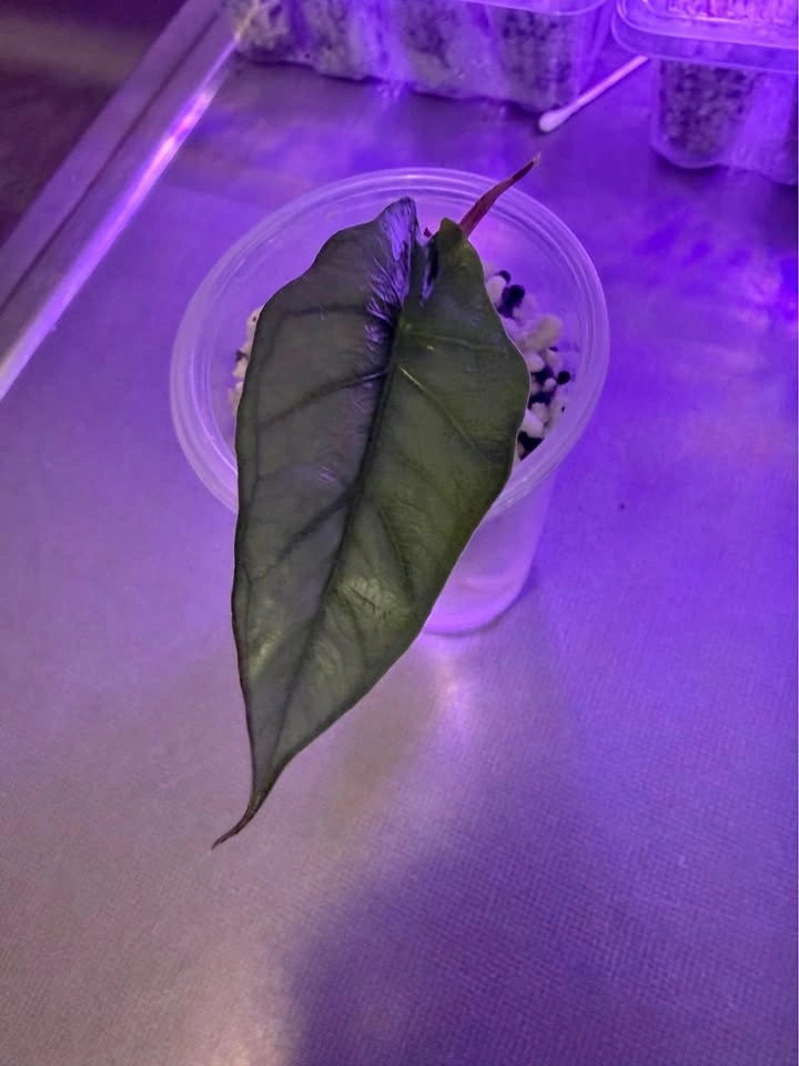Alocasia dragons breath