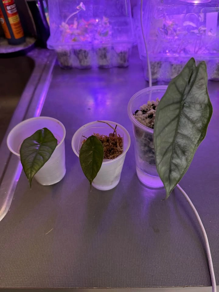 Alocasia dragons breath - photo 2