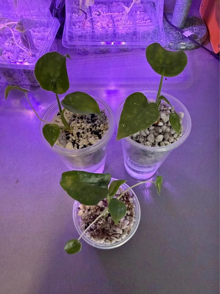 Alocasia cucullata