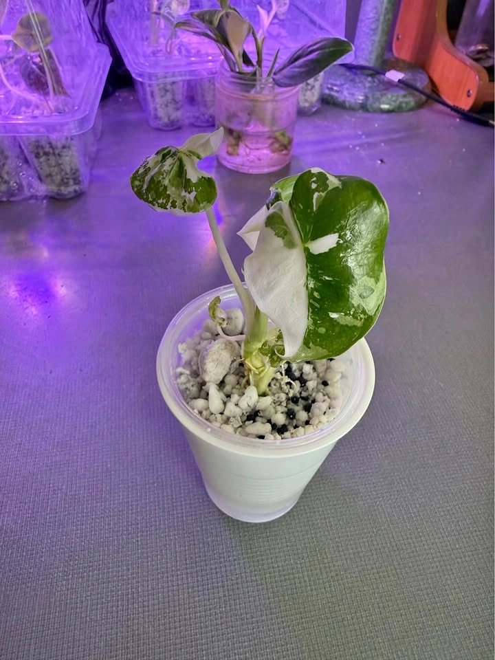 Alocasia frydek variegated