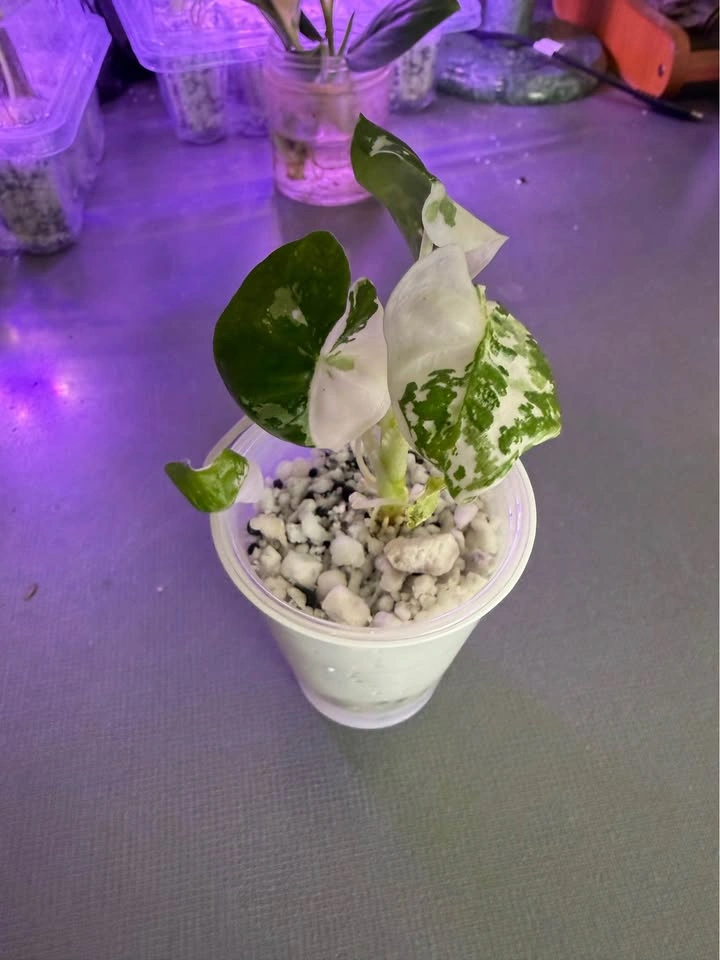 Alocasia frydek variegated - photo 2