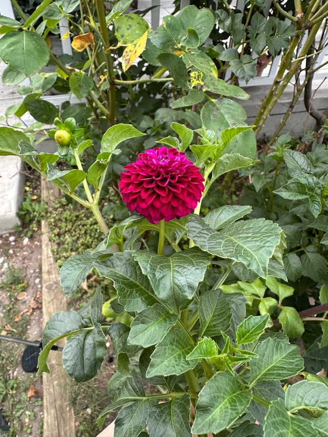 Dahlia Flower Bulbs