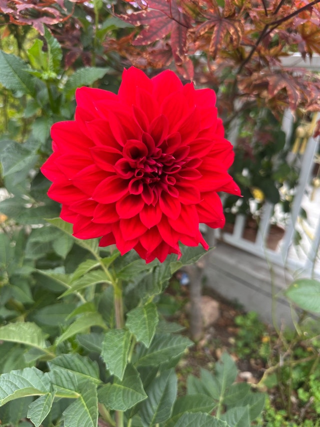 Dahlia Flower Bulbs - photo 2