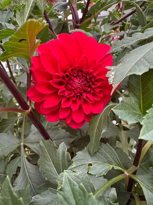 Dahlia Flower Bulbs - photo 3