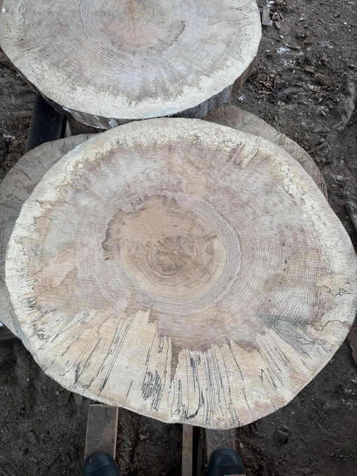 Spalted Maple Rounds - 2" Thick, 2' Wide - photo 2