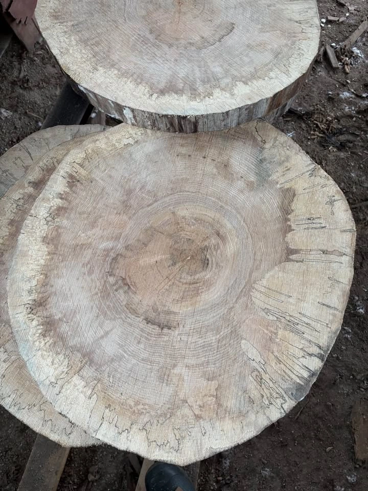 Spalted Maple Rounds - 2" Thick, 2' Wide - photo 3
