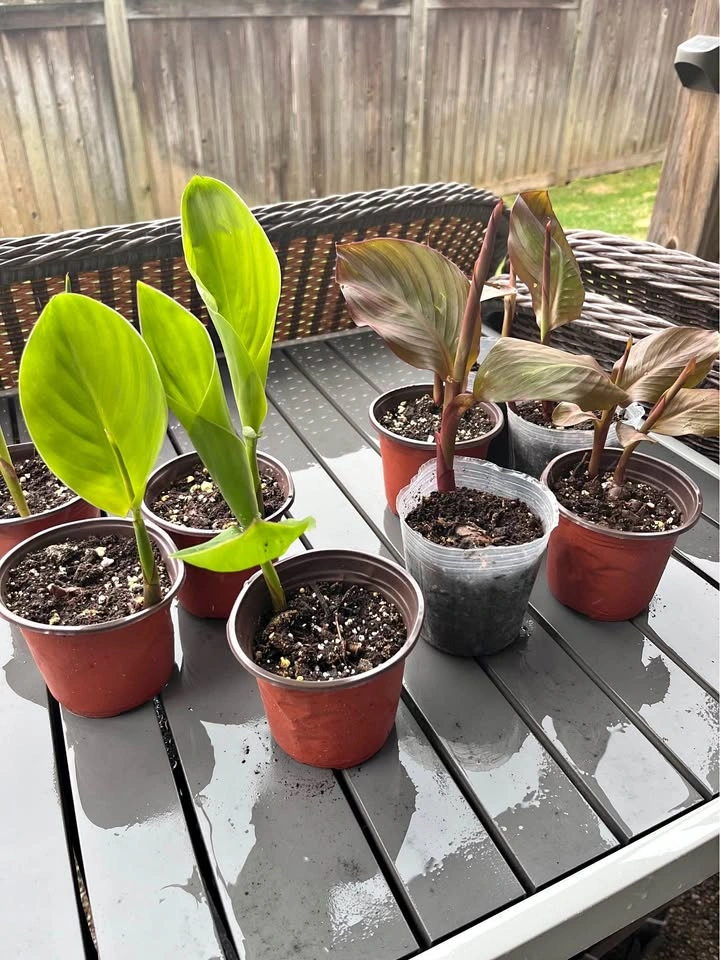 Canna Lily Plants - Green or Burgundy Leaf (Red Flower)
