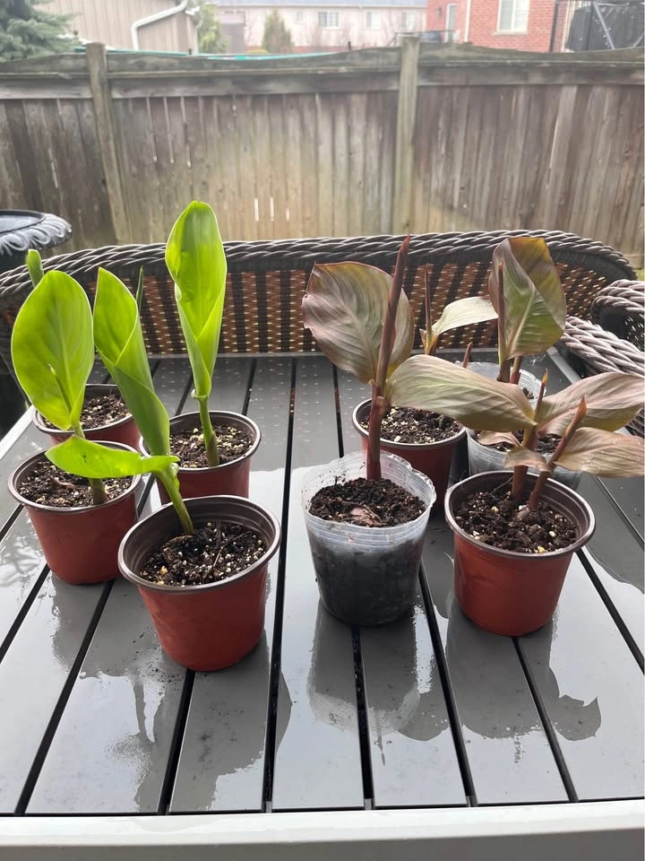 Canna Lily Plants - Green or Burgundy Leaf (Red Flower) - photo 2