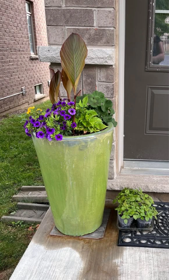 Canna Lily Plants - Green or Burgundy Leaf (Red Flower) - photo 4