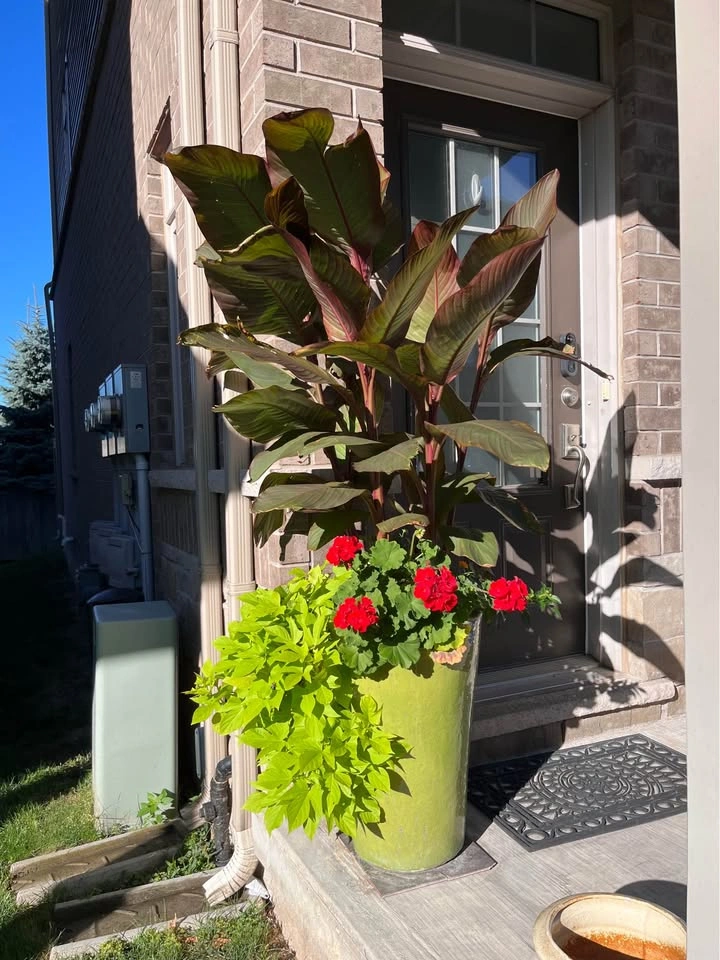 Canna Lily Plants - Green or Burgundy Leaf (Red Flower) - photo 5