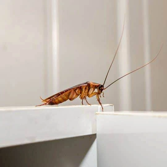 Exterminator Cockroach | Certified + Invoice
