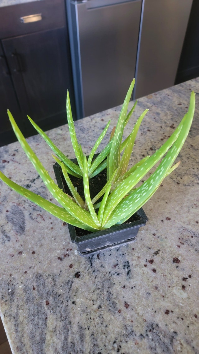 Aloe Vera Startup Plants - $10 ea