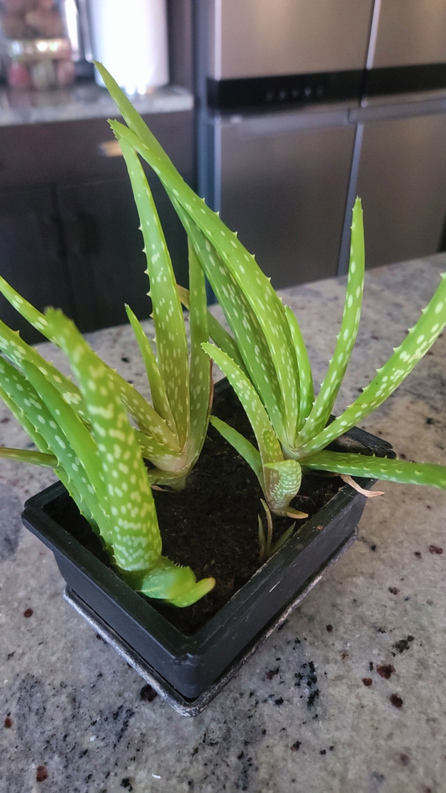 Aloe Vera Startup Plants - $10 ea - photo 2