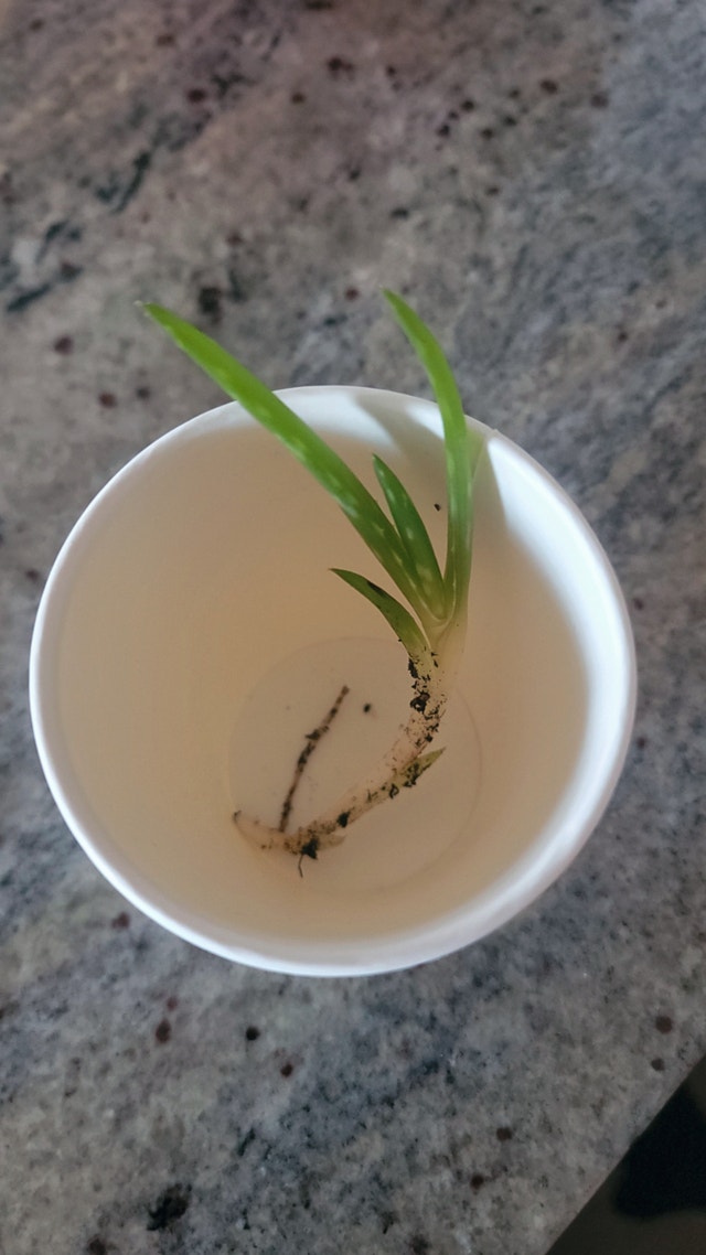 Aloe Vera Plant Startups