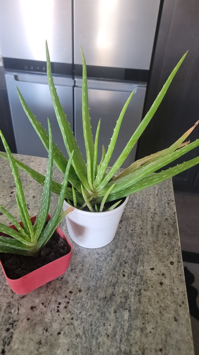 Aloe Vera Plant Startups - photo 2