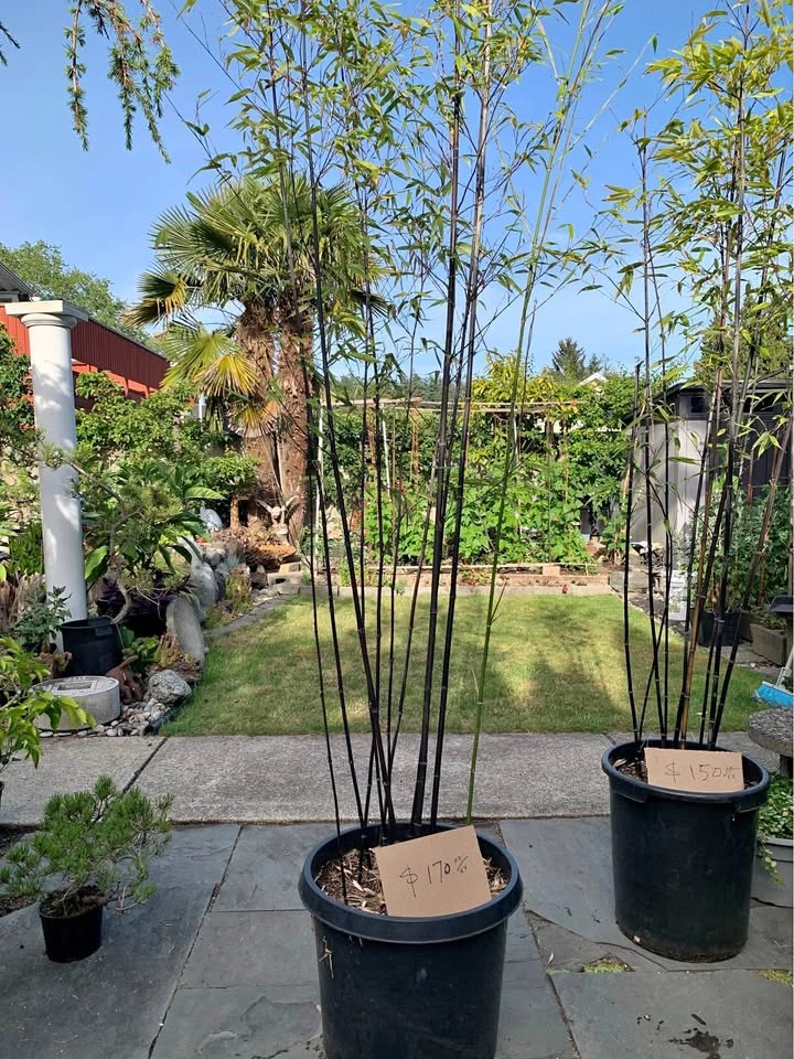 Japanese Black Bamboo (Pot Grown)