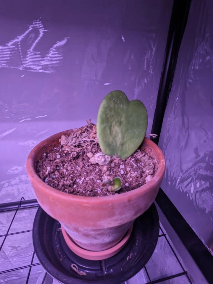 Hoya Kerri heart, established in pot with new growth.