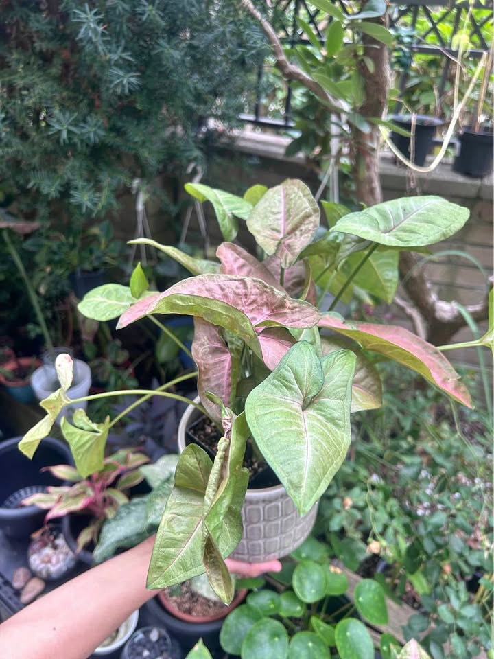 Pink Arrowhead Plant 4-inch w/ free ceramic pot