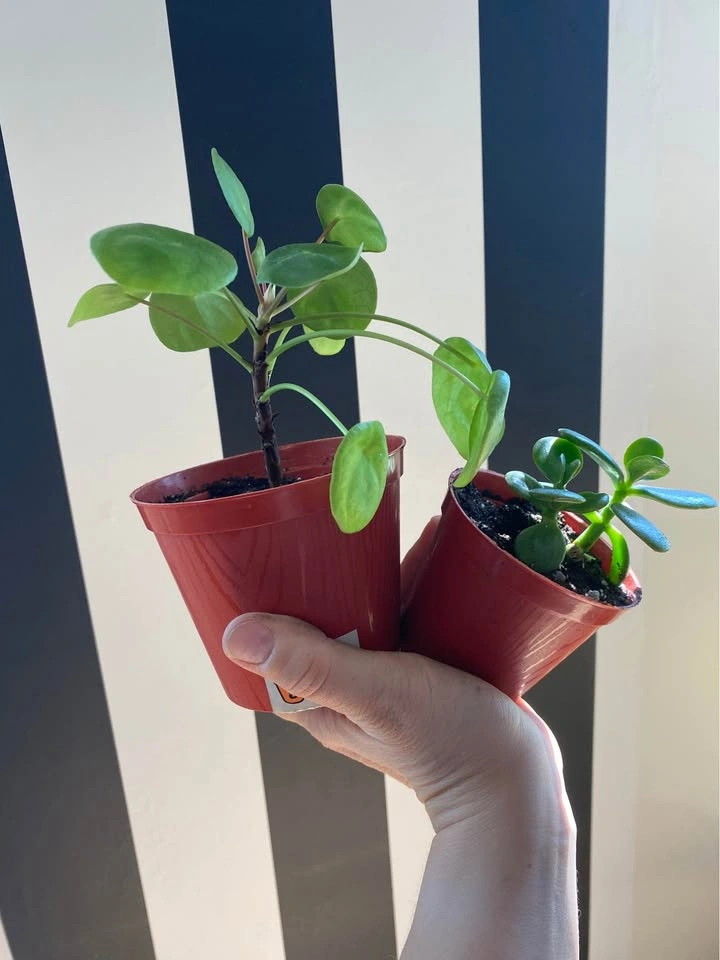 Pilea Plant aka Chinese Lucky Plant plus Jade Plant