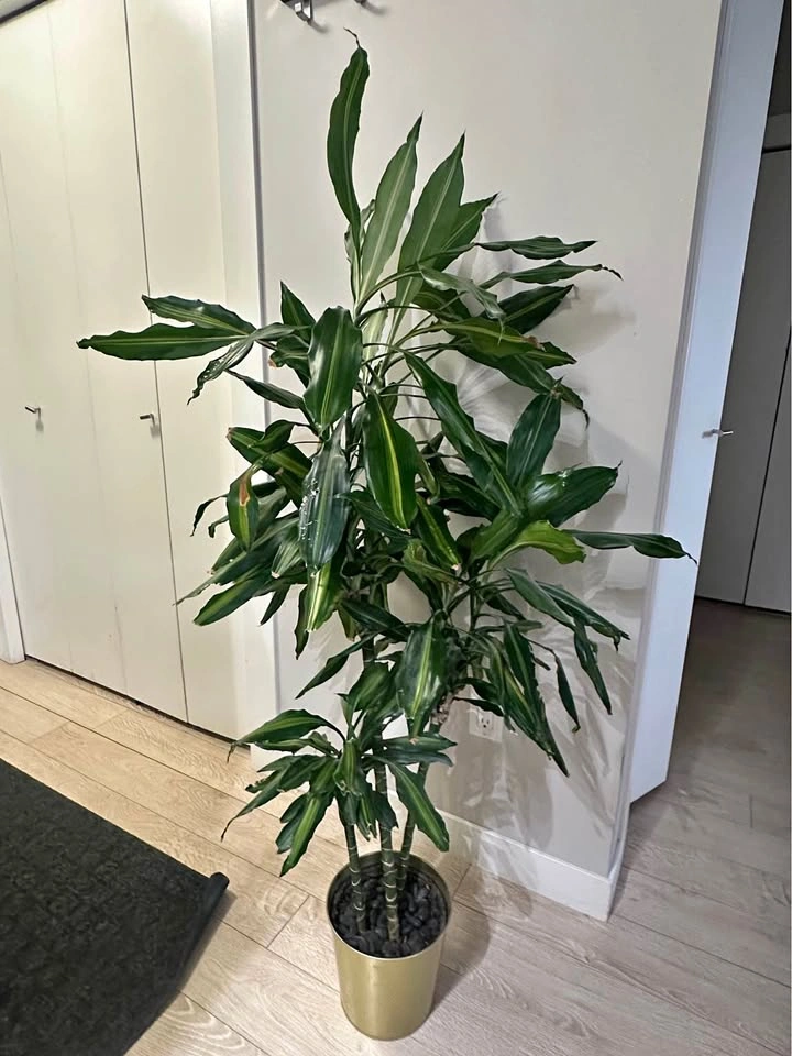 Large Striped Dracaena Plant