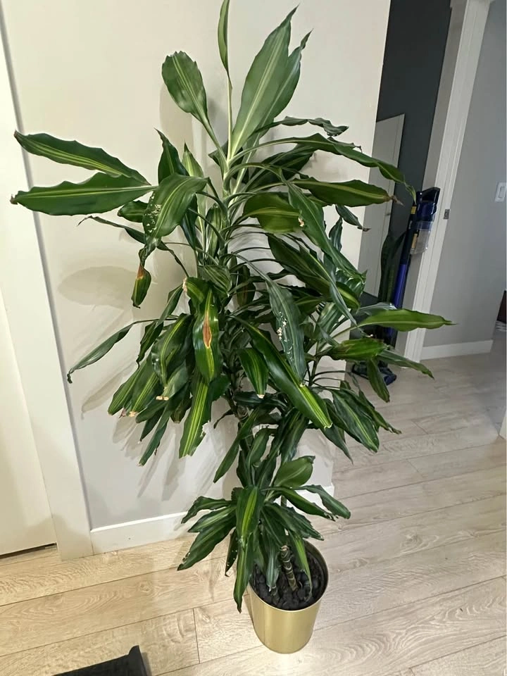 Large Striped Dracaena Plant - photo 2