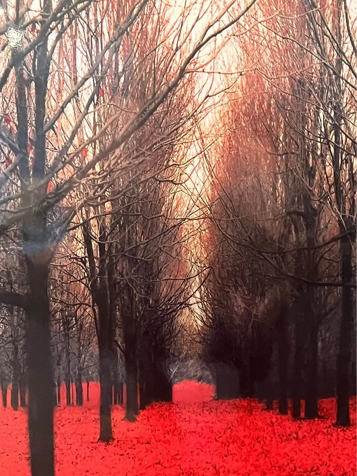 Large Art Photo Print - Red Forrest - photo 2