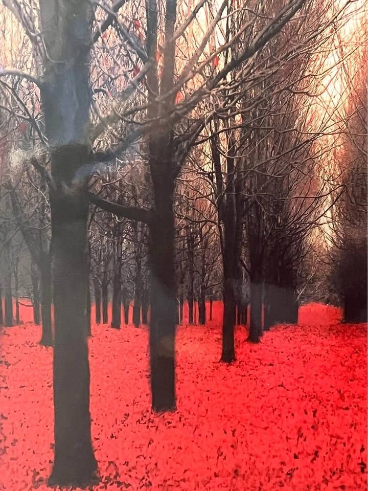 Large Art Photo Print - Red Forrest - photo 3