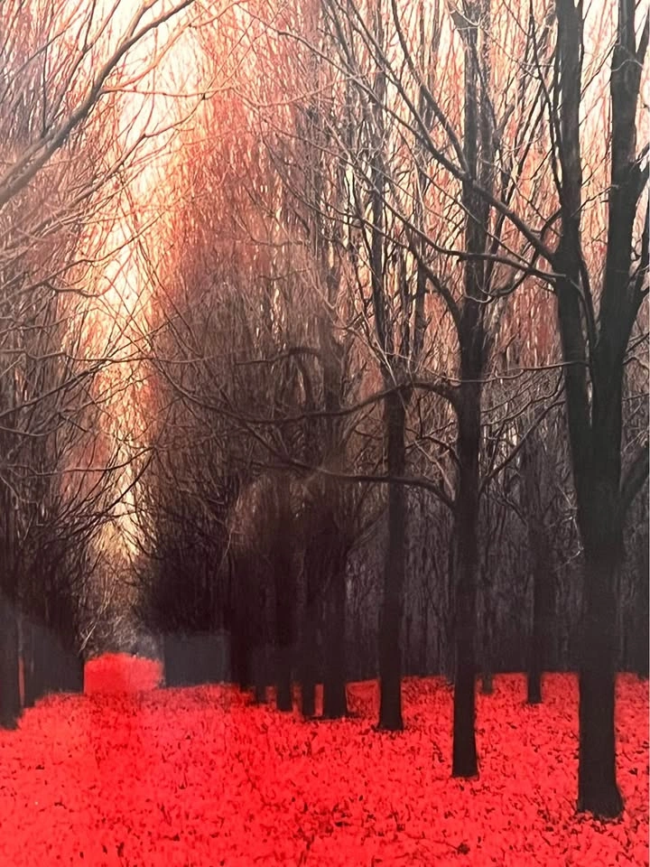 Large Art Photo Print - Red Forrest - photo 4