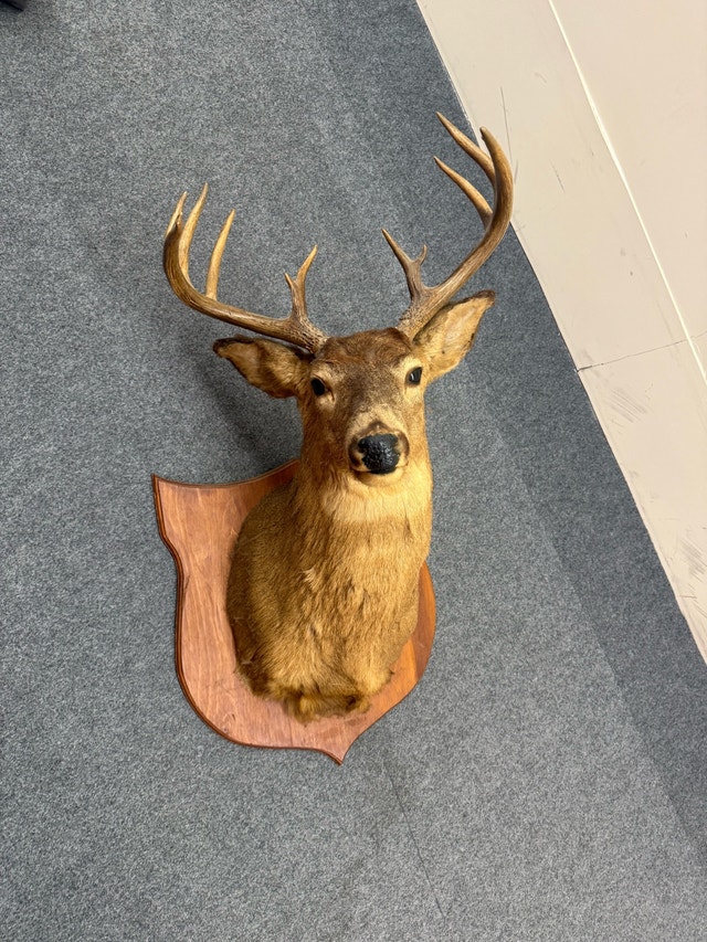 Deer Taxidermy Wall Mount