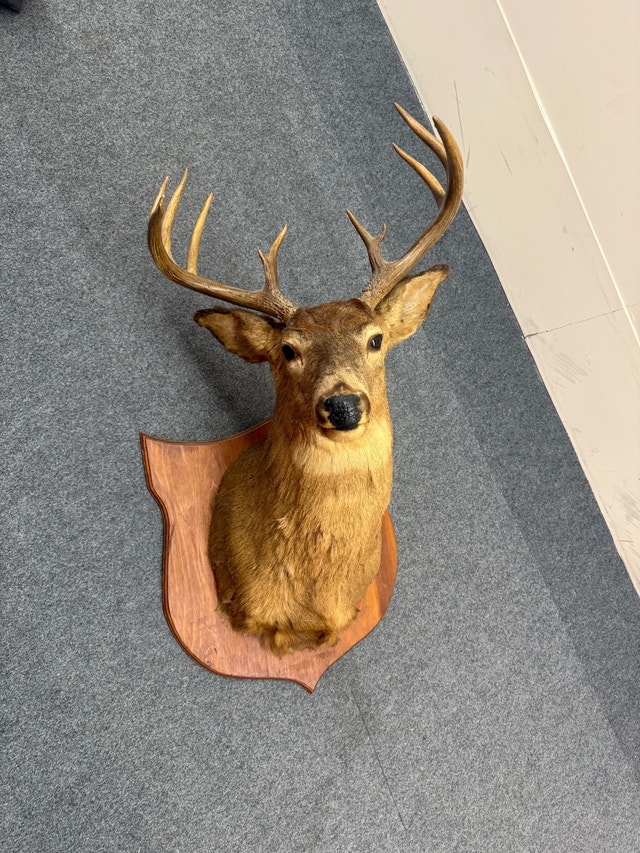 Deer Taxidermy Wall Mount - photo 2