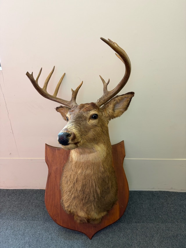 Deer Taxidermy Wall Mount - photo 3