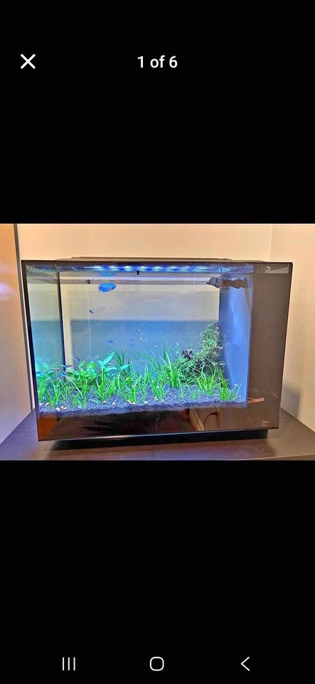 FLUVAL Spec 16 (16 gallon) Aquarium Setup