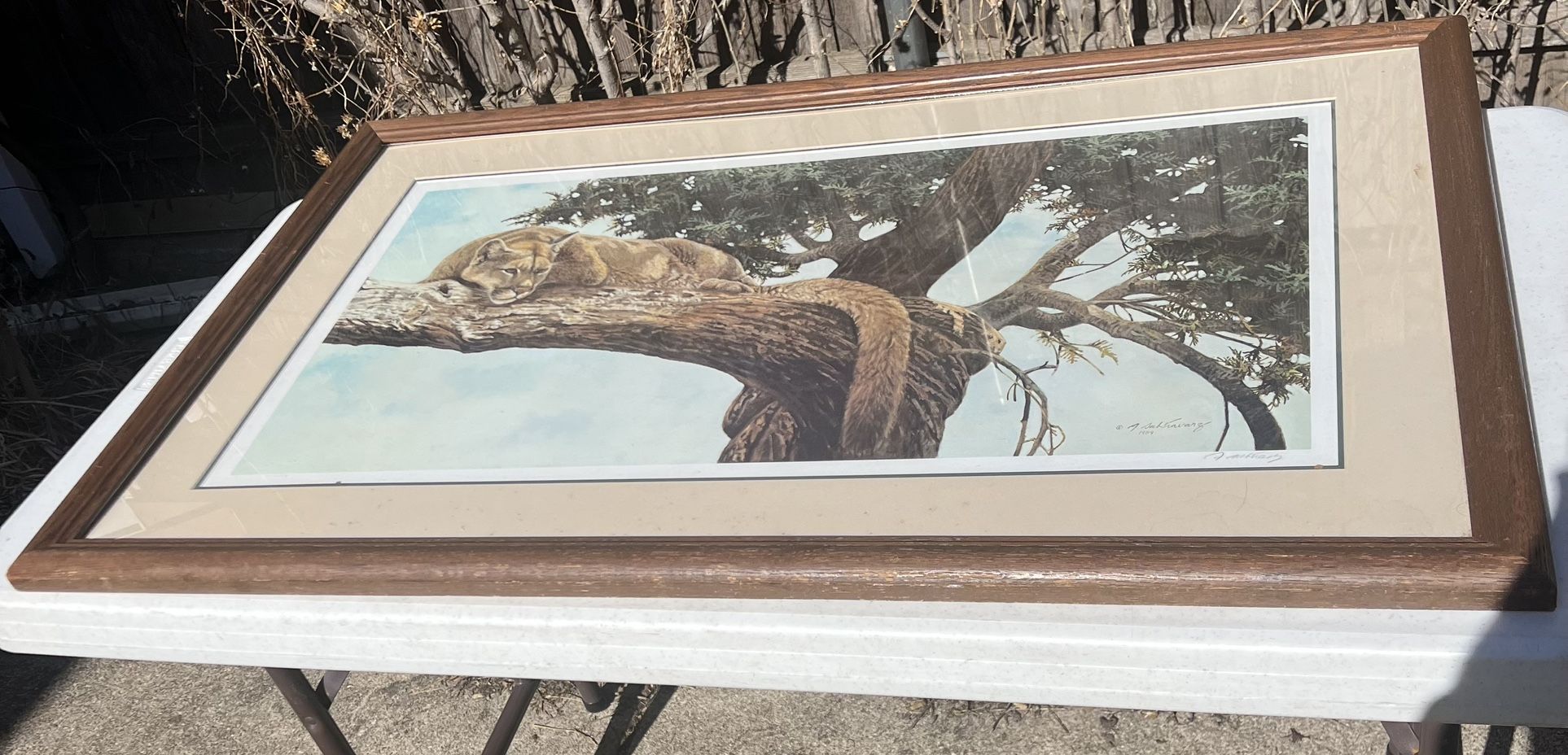 Alan Sakhavarz Signed "Out On A Limb Cougar" Print 71/550