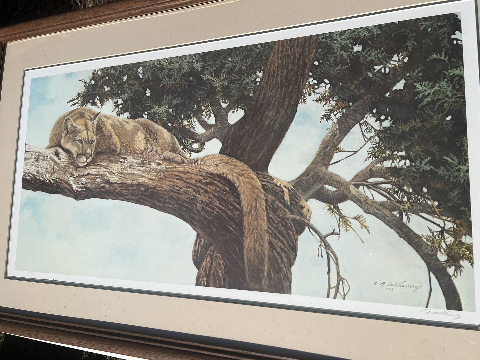 Alan Sakhavarz Signed "Out On A Limb Cougar" Print 71/550 - photo 2