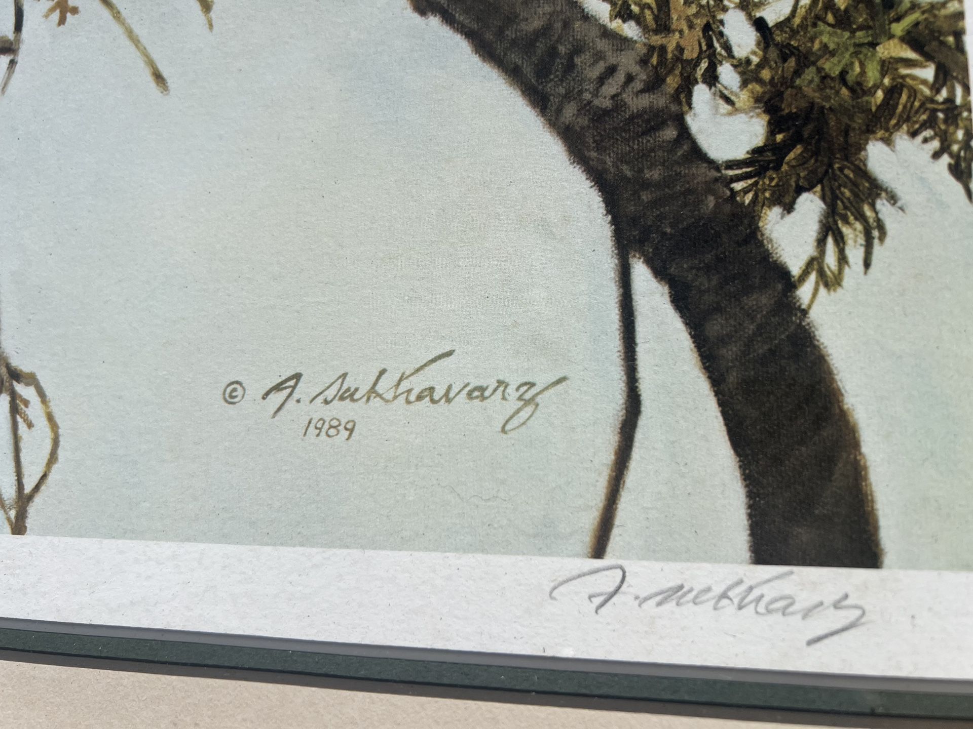 Alan Sakhavarz Signed "Out On A Limb Cougar" Print 71/550 - photo 3