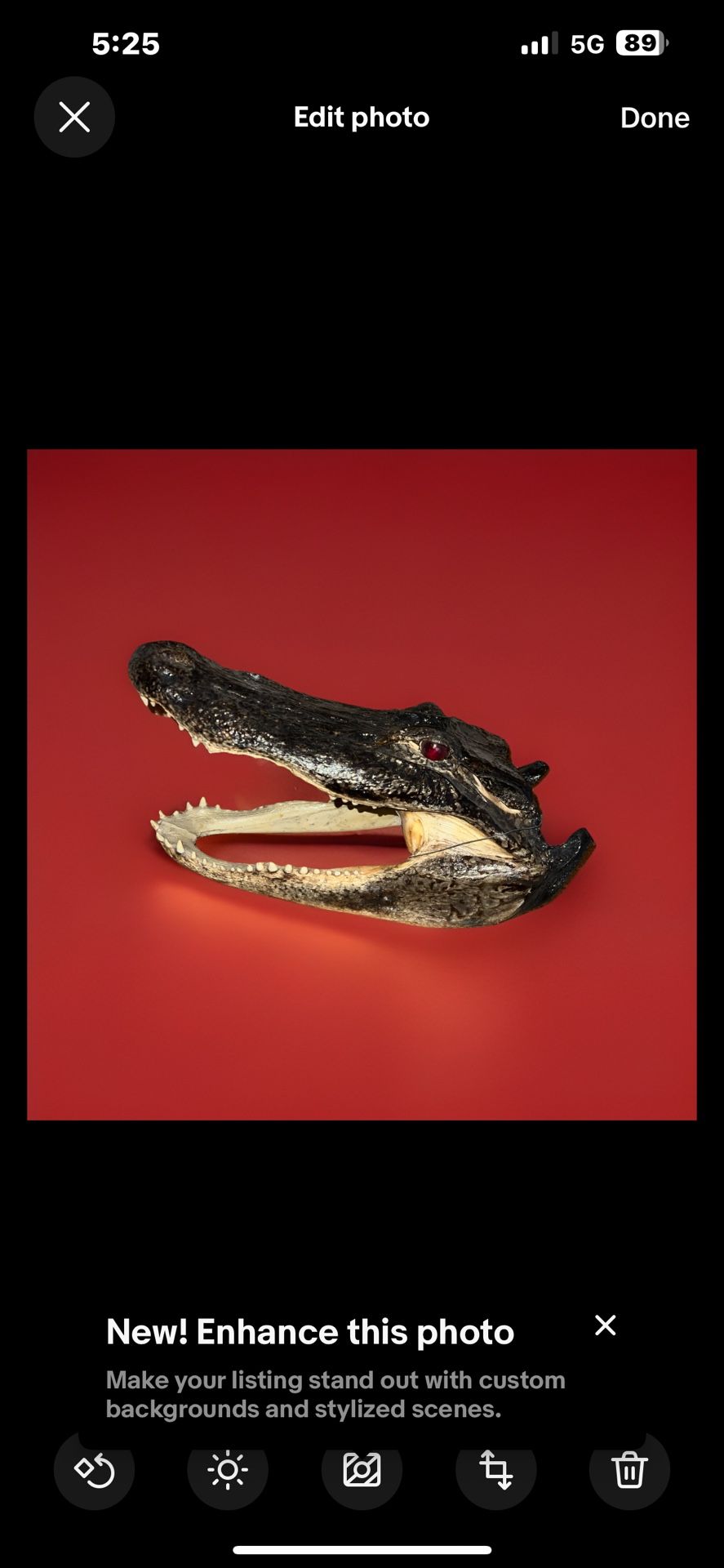 Large Taxidermy Alligator Head