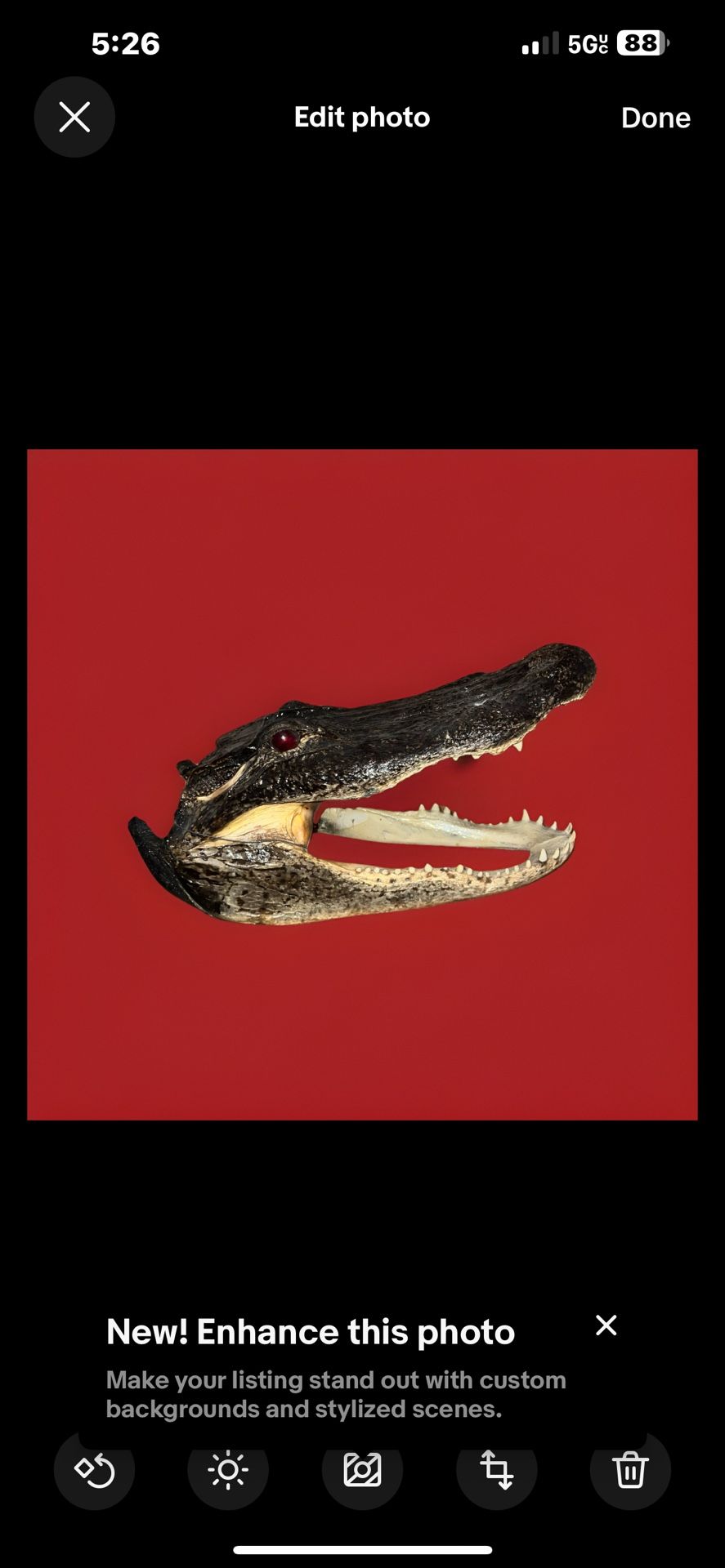 Large Taxidermy Alligator Head - photo 2