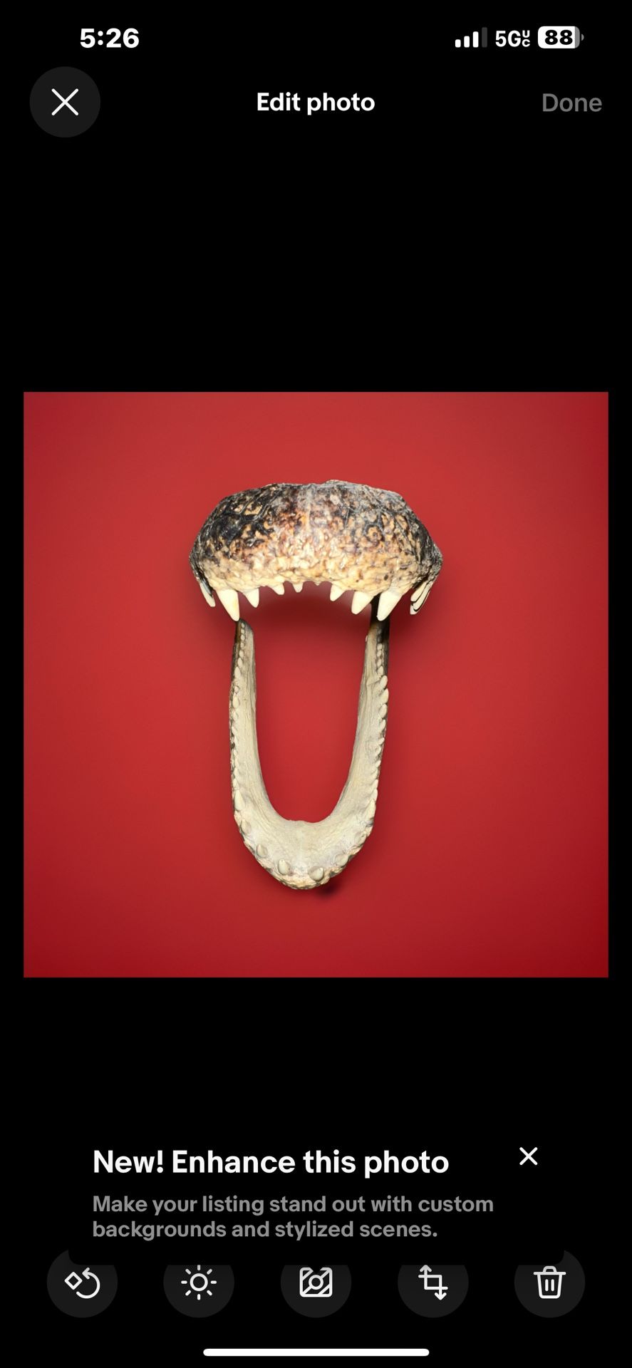 Large Taxidermy Alligator Head - photo 3