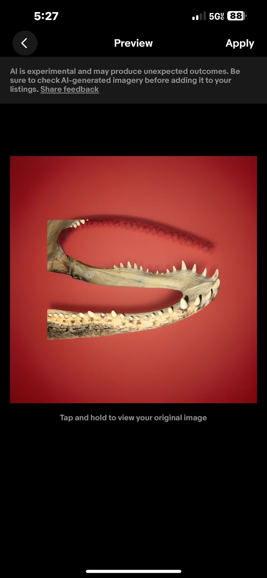 Large Taxidermy Alligator Head - photo 4