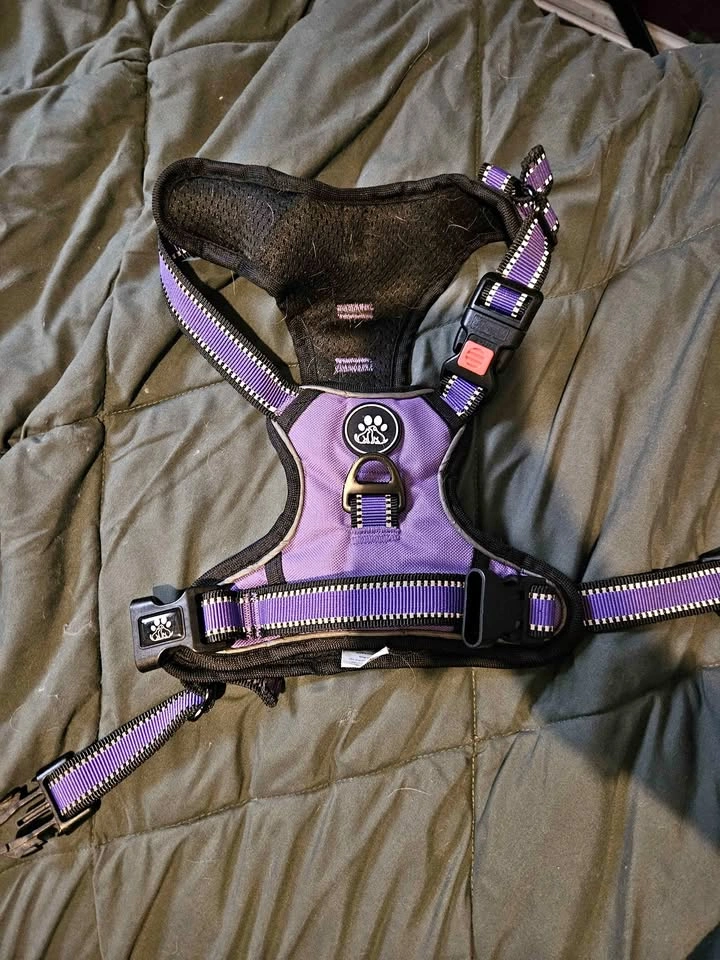Large Purple Harness