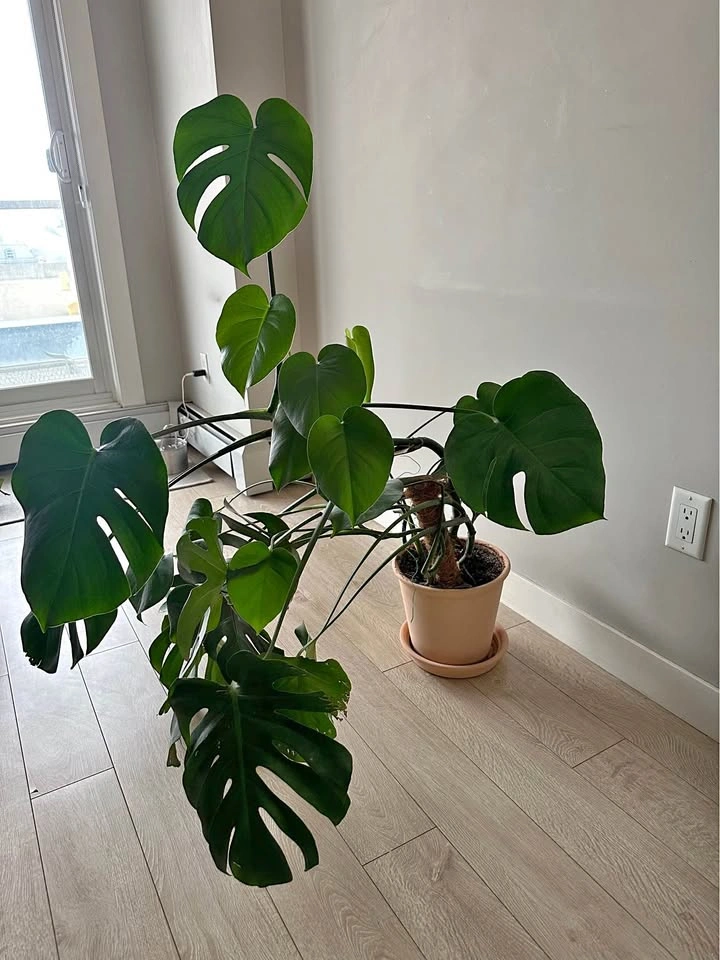 Monstera