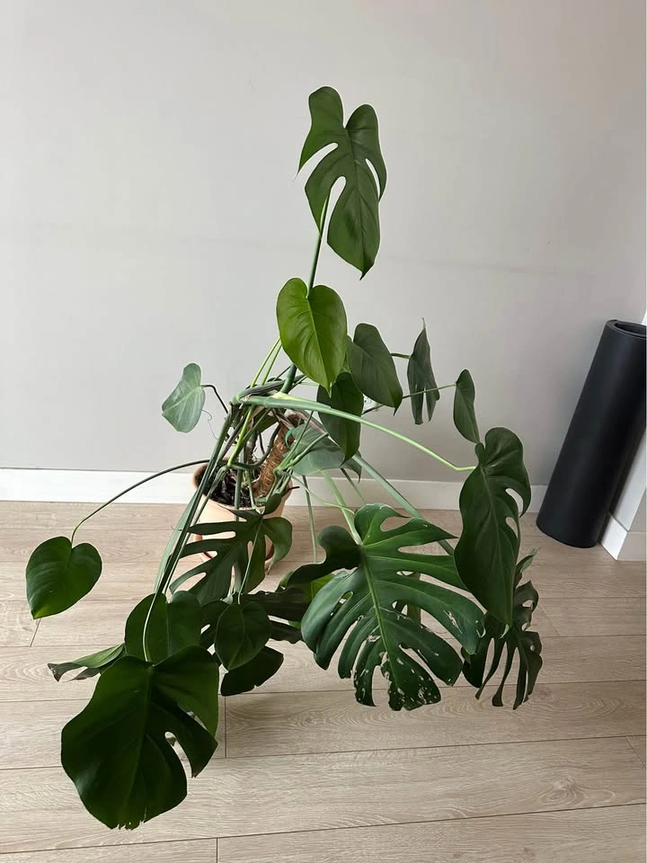 Monstera - photo 2