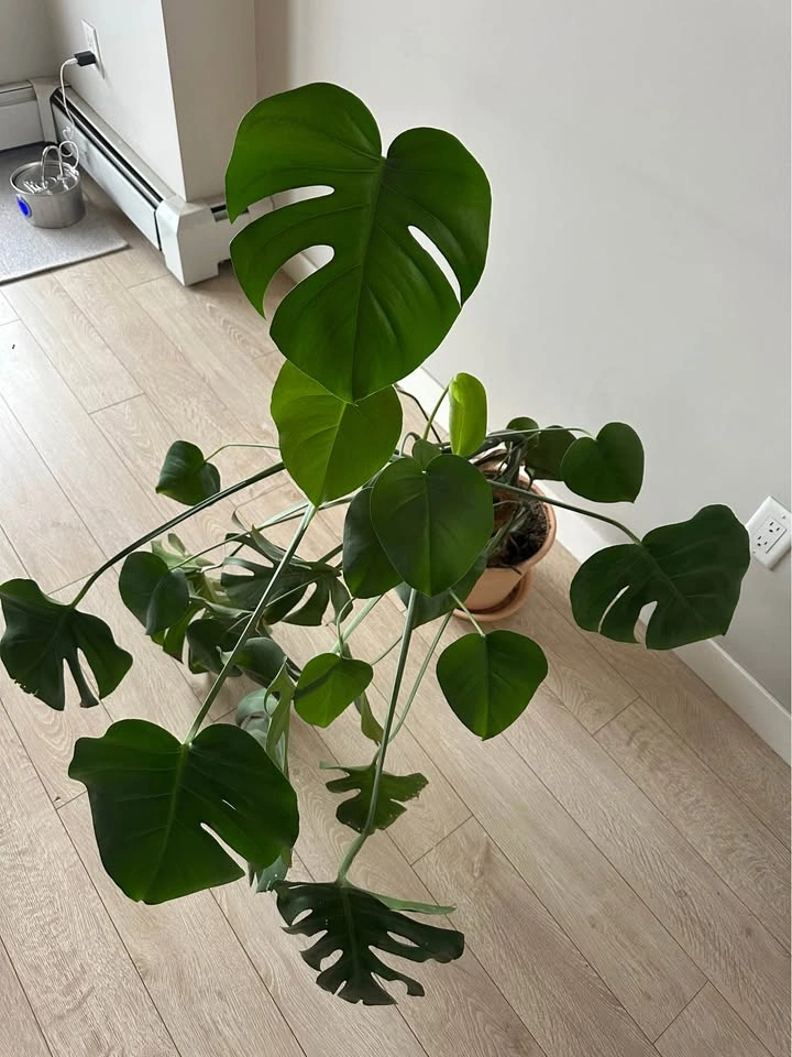 Monstera - photo 3
