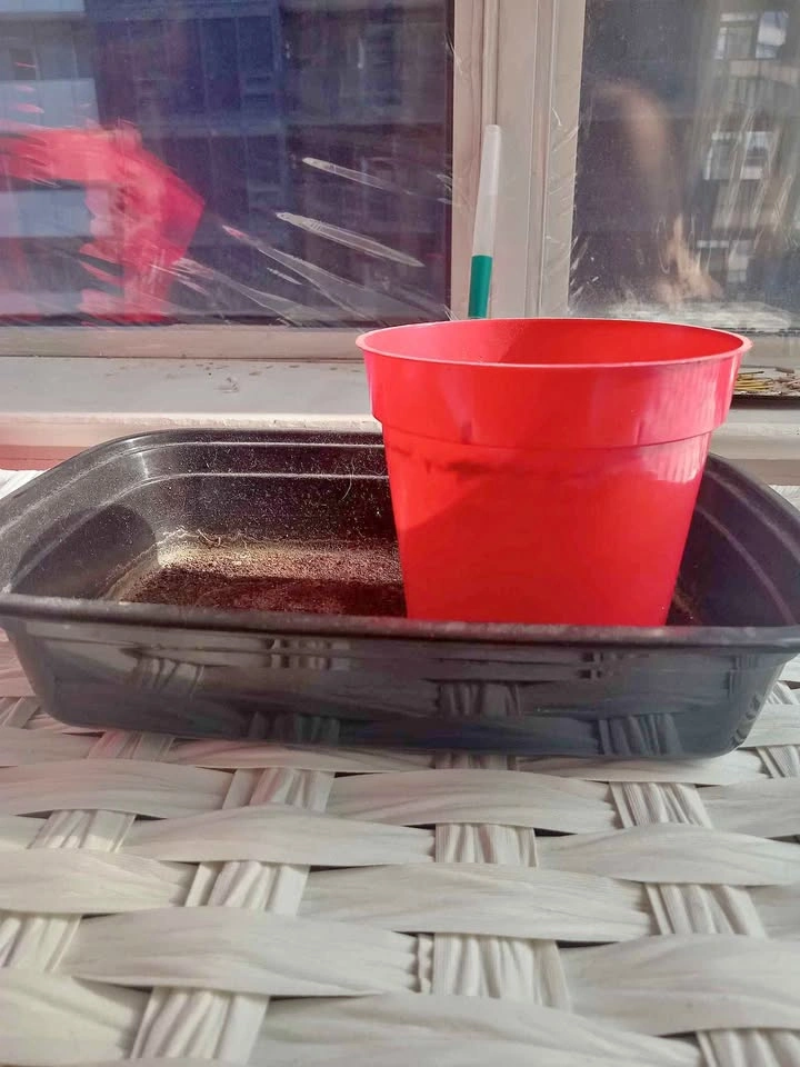 Red Plant Pot with Black Tray
