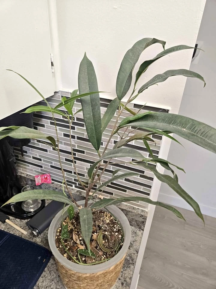 Small Ficus Alii