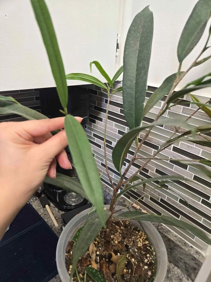 Small Ficus Alii - photo 2
