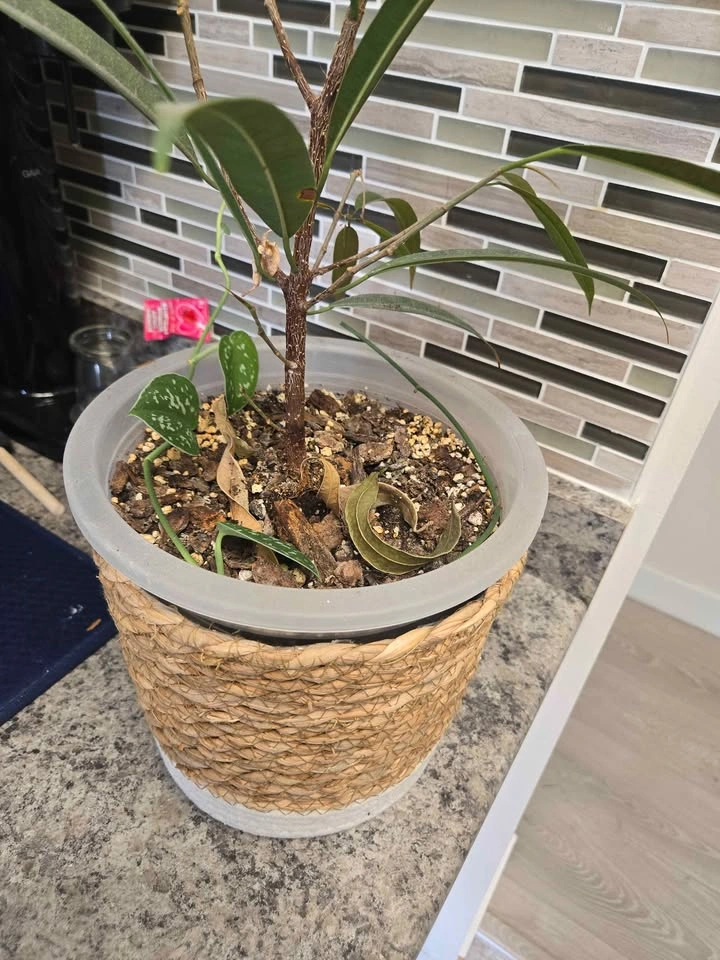 Small Ficus Alii - photo 3