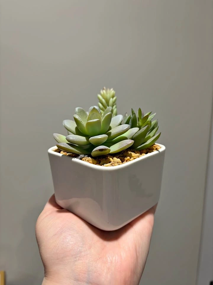 Artificial Potted Succulent